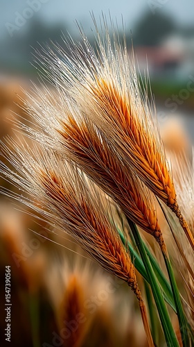 Golden Wheat Stalks with Morning Dew: A Close-Up View of Field Grass and Green Blades.