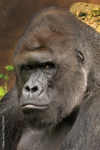 Western lowland gorilla (Gorilla gorilla gorilla), portrait of a large male. Portrait of a great ape in a zoo.