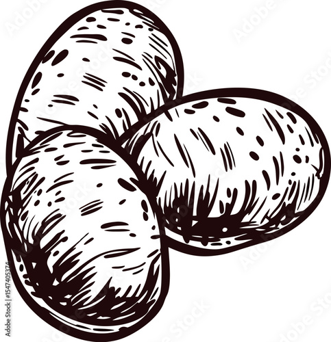Hand drawn potatoes trio isolated on white background vintage engraved food illustration