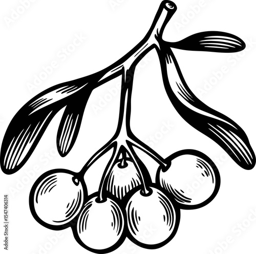 Hand drawn mistletoe branch with leaves and berries isolated on white background illustration