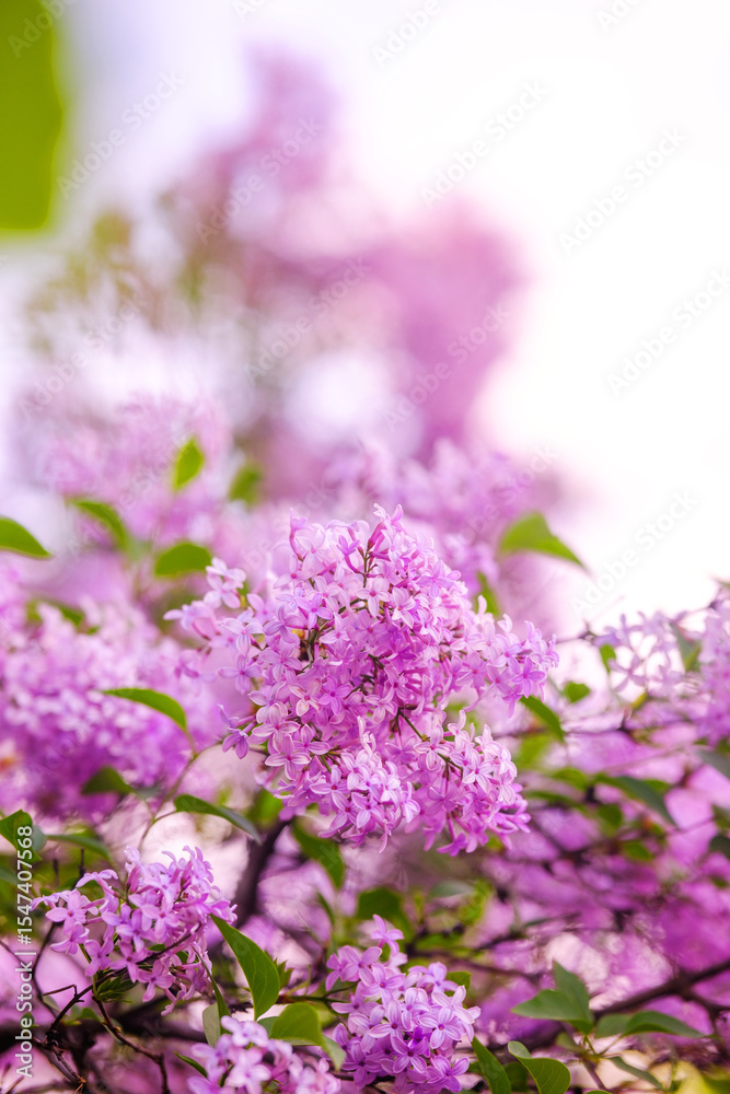 Beautiful spring blossoms of lilac flowers in a natural garden setting Beautiful spring blossoms of lilac flowers in a natural garden setting