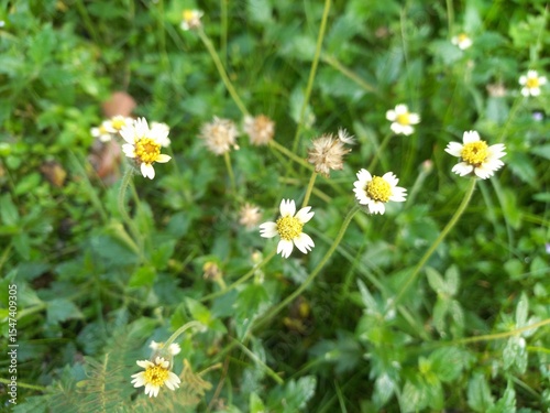 Fototapeta Naklejka Na Ścianę i Meble -  daisies in the grass