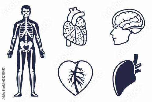 Human skeleton and internal organs isolated on white background