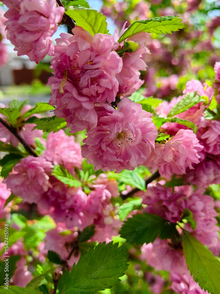 Fototapeta premium _cuva