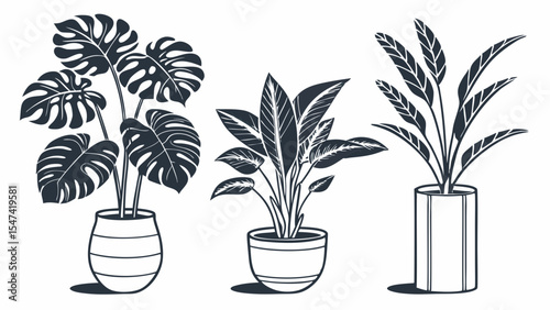 Modern black and white vector illustration of three popular potted houseplants featuring Monstera broad-leaf tropical and elegant striped foliage.