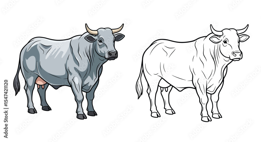 Fototapeta premium Belgian Blue Cow Coloring Page Featuring Realistic Colored and Clear Outline Bovine Design