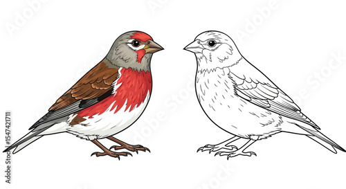 Common Linnet Coloring Page Featuring Realistic Color and Clear Outline Bird Study