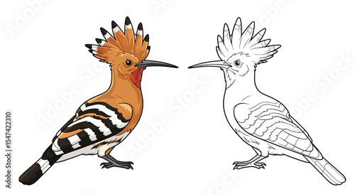 Eurasian Hoopoe Coloring Page Featuring Realistic Color and Clear Outline Bird Study