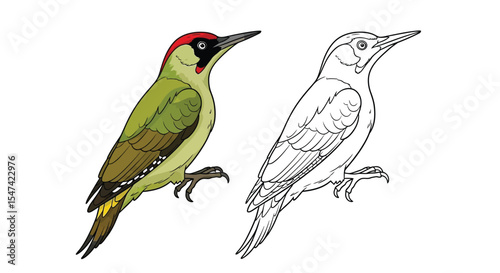 European Green Woodpecker Coloring Page Featuring Realistic Color and Clear Outline Bird