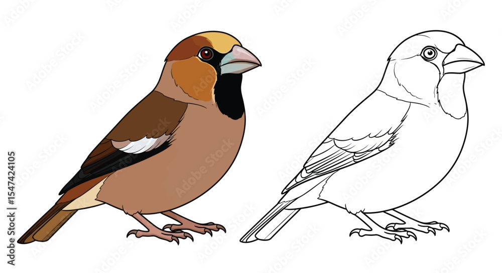 Obraz premium Hawfinch Coloring Page Featuring Realistic Color and Clear Outline Bird Study