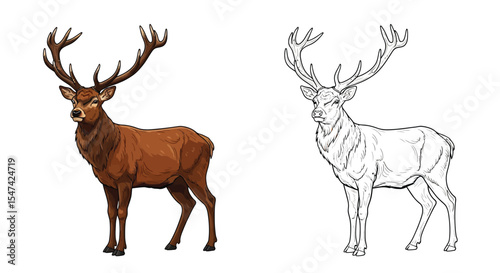 Red Deer Coloring Page with One Colored and One Outline Stag Forest Wildlife Art
