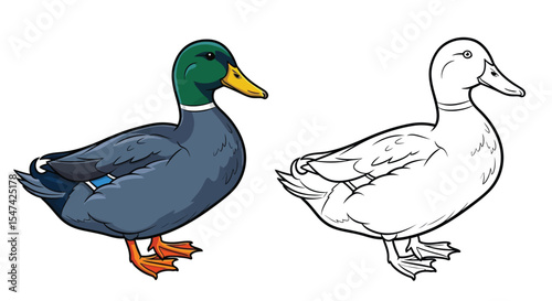 Swedish Blue Duck Coloring Page with Colored and Outline Ducks Farm Poultry Art