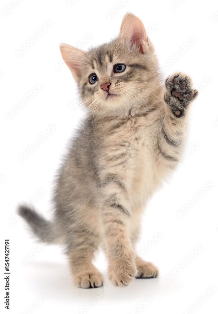 Obraz premium Kitten on white background.