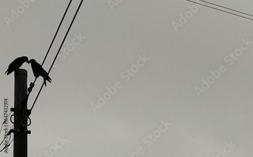 	電線に止まる仲の良いカラスのシルエット写真