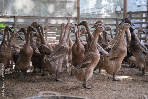 Bild auf Leinwand A group of ducks standing together inside a farmyard enclosure with a wooden fence, surrounded by straw bedding