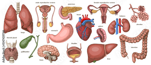Human internal organs set vector