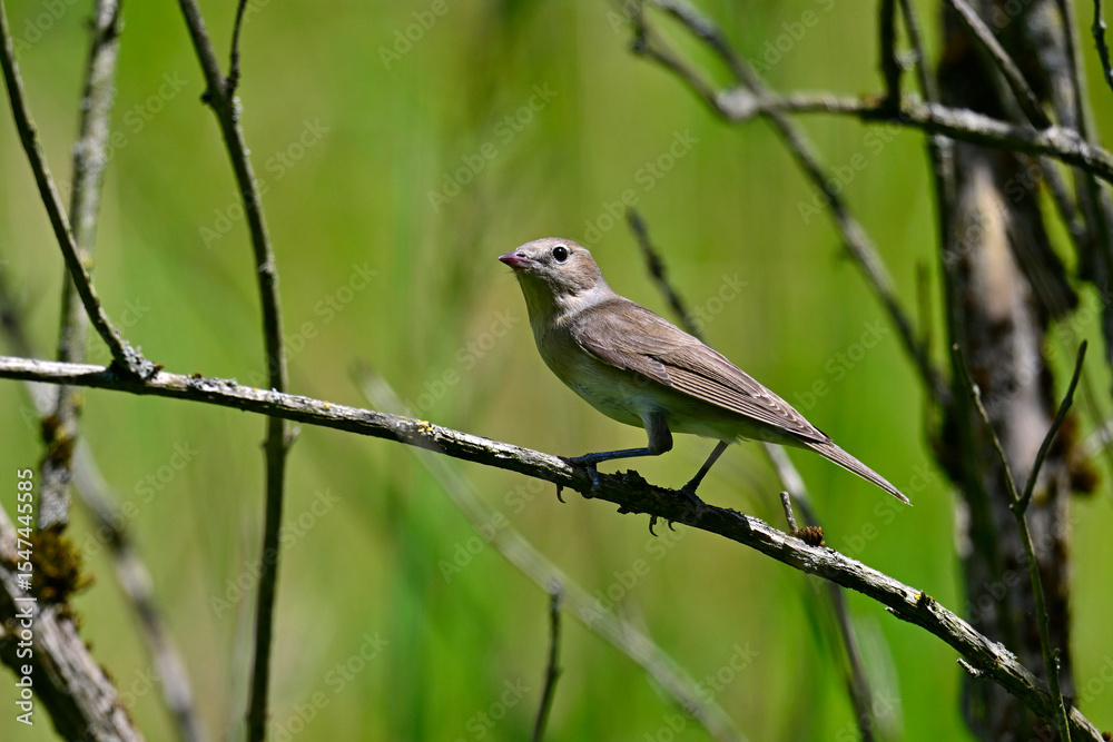 Gartengrasmücke // Garden warbler (Sylvia borin) Gartengrasmücke // Garden warbler (Sylvia borin)