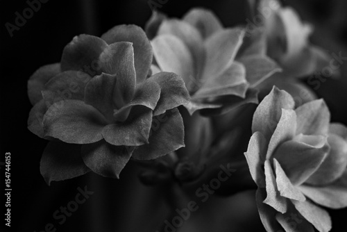 Black and white macro photograph of a kalanchoe flower