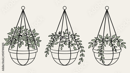 Set of three minimalist line art illustrations featuring different hanging potted plants, showcasing bushy and elegant trailing green houseplants for indoor decor.