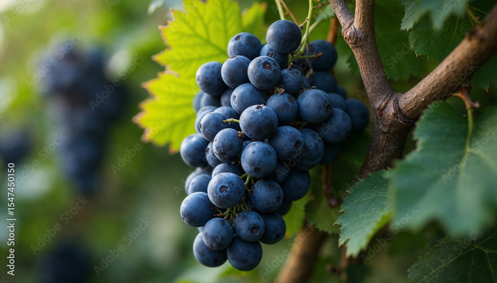 black grapes real photo photorealistic stock photography black grapes real photo photorealistic stock photography