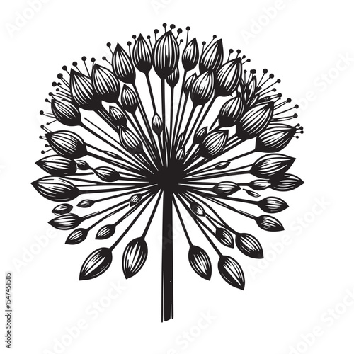 Allium Flower SVG