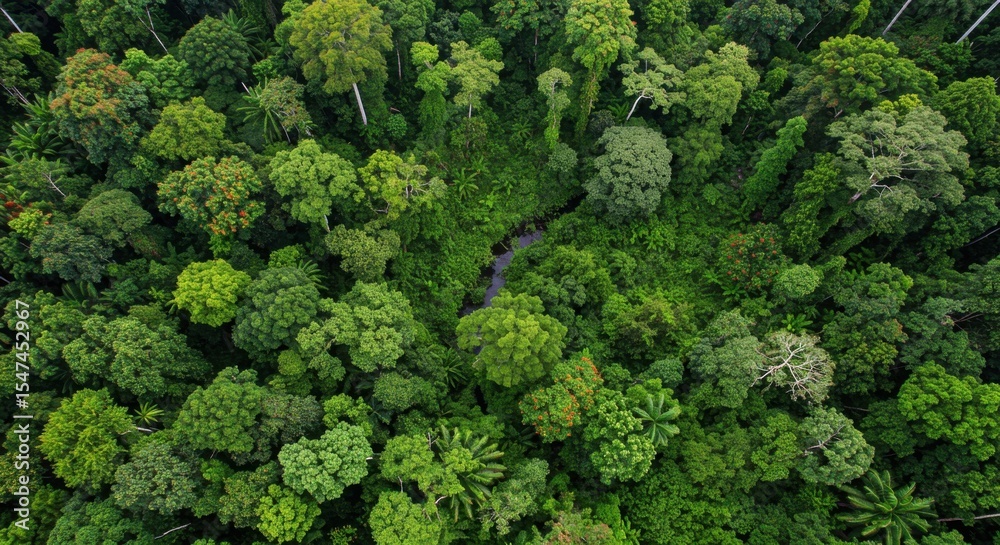Fototapeta premium Overhead shot displays a dense tropical rainforest with a hidden stream cutting through the trees.