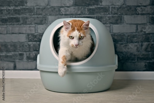 Cute van cat going out of a self-cleaning Litter box. Horizontal image with soft focus.