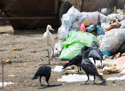 A group of birds are walking around a pile of trash