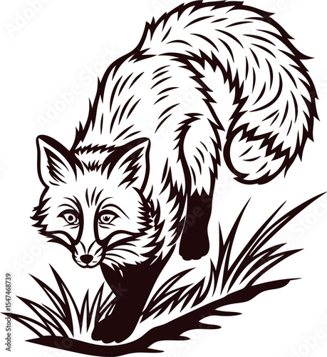 Engraved wild fox illustration with bushy tail walking through grass in vintage black and white