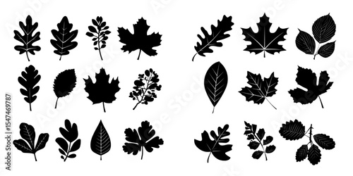 A modern and simple illustration of autumn leaves, showcasing silhouettes of oak, maple, and chestnut leaves, all in black on a white background
