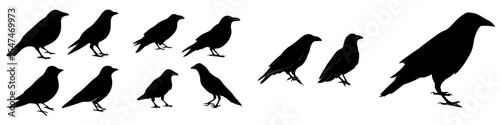 A modern set of crow silhouettes on a white background
