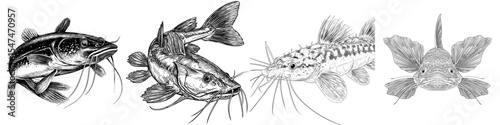 This image depicts a catfish with noticeable whiskers and fins in a detailed illustration, characterized by modern art design