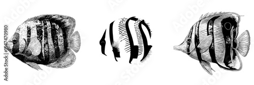 Modern art design featuring an angelfish illustration with a colorful appearance, including orange, black, and white stripes, and yellow fins