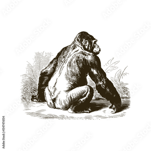 Vintage engraving woodcut gorilla vector illustration art design