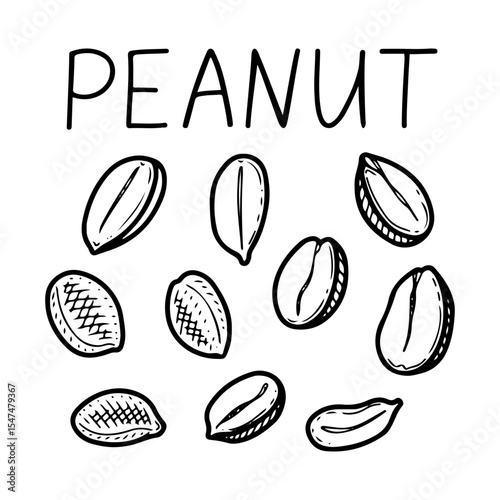 Peanut grains set. Hand drawn doodle vector. Fresh bean nut. Natural food. Organic ingredient. Peeled kernels. Agricultural plant. Farm product. Illustration line art elements collection.