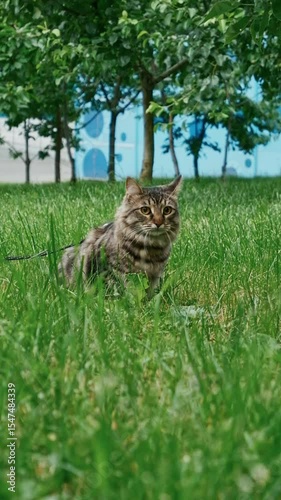 Close up portrait of a cat during the outdoor walk. , Pets owner relationship concept.	
