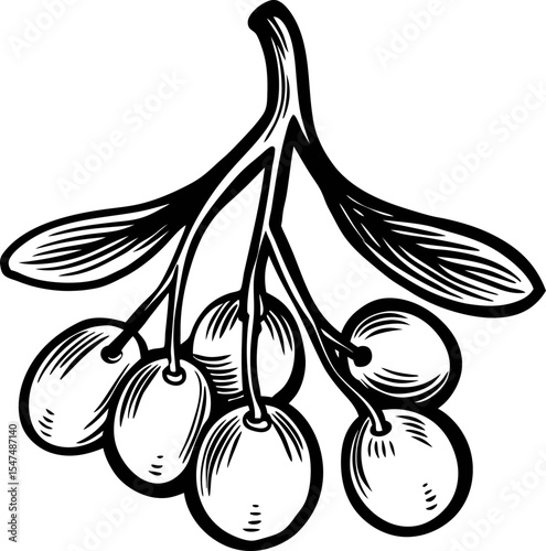 Hand drawn bunch of cherry berries with leaves vintage black and white botanical sketch illustration