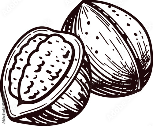 Hand drawn whole and cracked pecan nut isolated on white background vintage engraved illustration