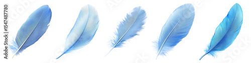 Delicate Blue Feathers Isolated on a Clean White Background, Isolated on Transparent, white background