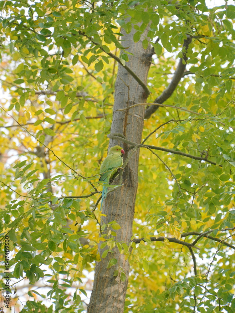 Obraz premium view of a beautiful green parrot on a tree