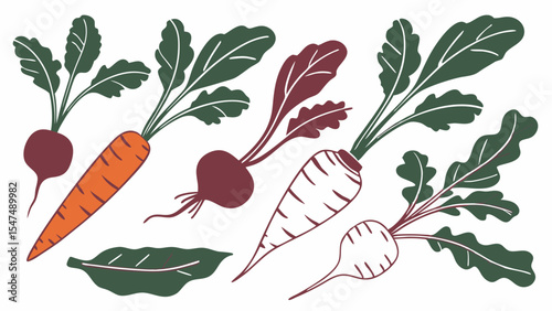 Fresh organic root vegetables vector illustration. Hand drawn carrot, beet, radish, parsnip. Healthy garden food collection.