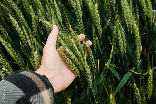 Hand holding green wheat ears in a field in Vojvodina, Serbia. Concept of agriculture and organic farming