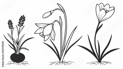 Black and white illustration of spring flower bulbs set. Crocus, Snowdrop, Grape Hyacinth plants with roots.
