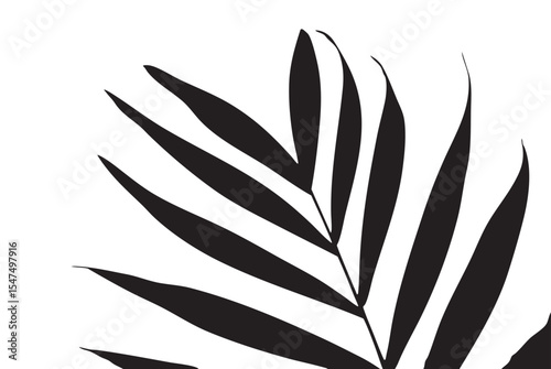 Black Palm Leaf Silhouette on White Background Minimal Botanical Art