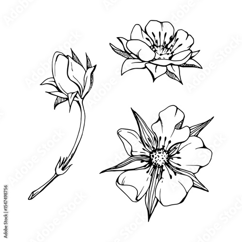 Early spring flower buds strawberry raspberry cherry sakura, hand drawn in vector ink tree bush berry plant anemone primrose daisy. Single object isolated botanical illustration. Wedding florist shop