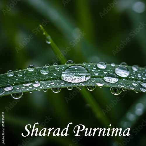 Dew Drops on Green Grass Bl...