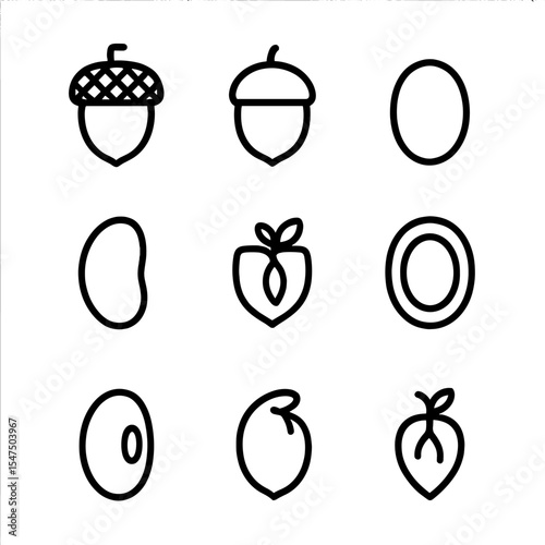 Acorn Anatomy Icons. Outline icon set of acorn anatomy: cap, nut, micropyle, cotyledon, embryo, seed coat, hilum, radicle, plumule