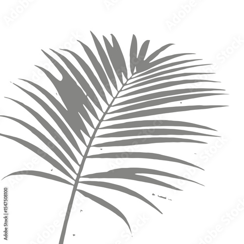 Natural Palm Leaf Shadow on Transparent: Tropical Overlay Effect