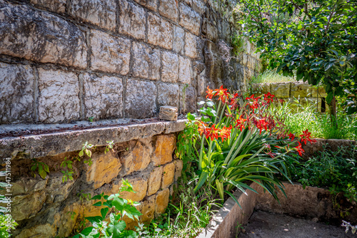 Orange Flowers Blooming Against Ancient Limestone Wall in Lebanese Garden