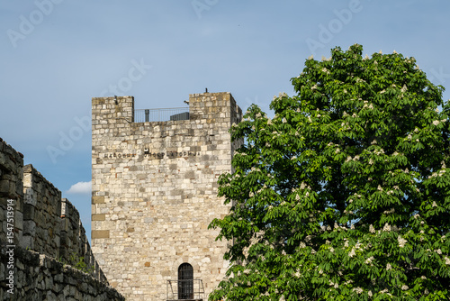 Alter Festungsturm mit Kastanienbaum im Frühling